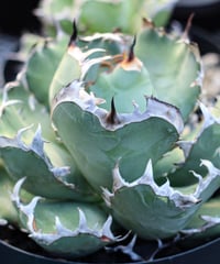 黒鯨/Black whale 発根済子株（A）