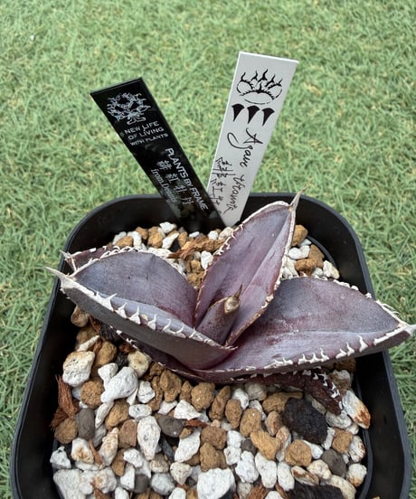 ITEM | plants by frame