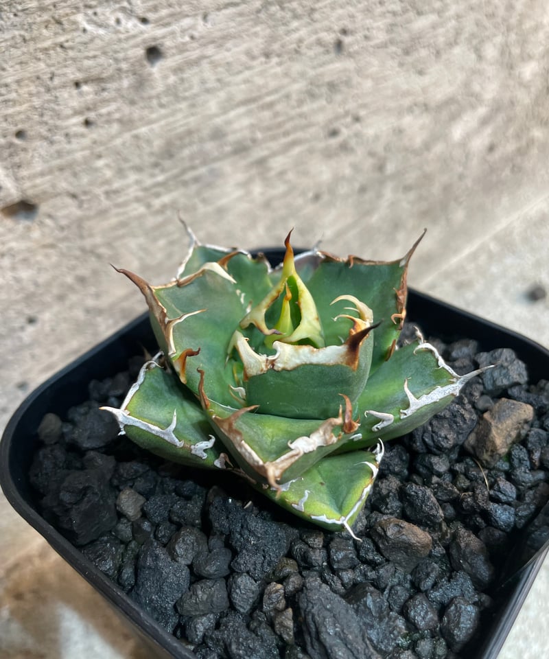 ハデス （発根済）　lize産（血統） lize血統）HADES/恐竜牙齒 発根済 | plants by frame
