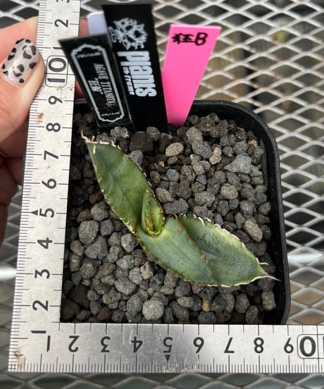 ビースト　産　子株 CATEGORY 厳選子株 | plants by frame