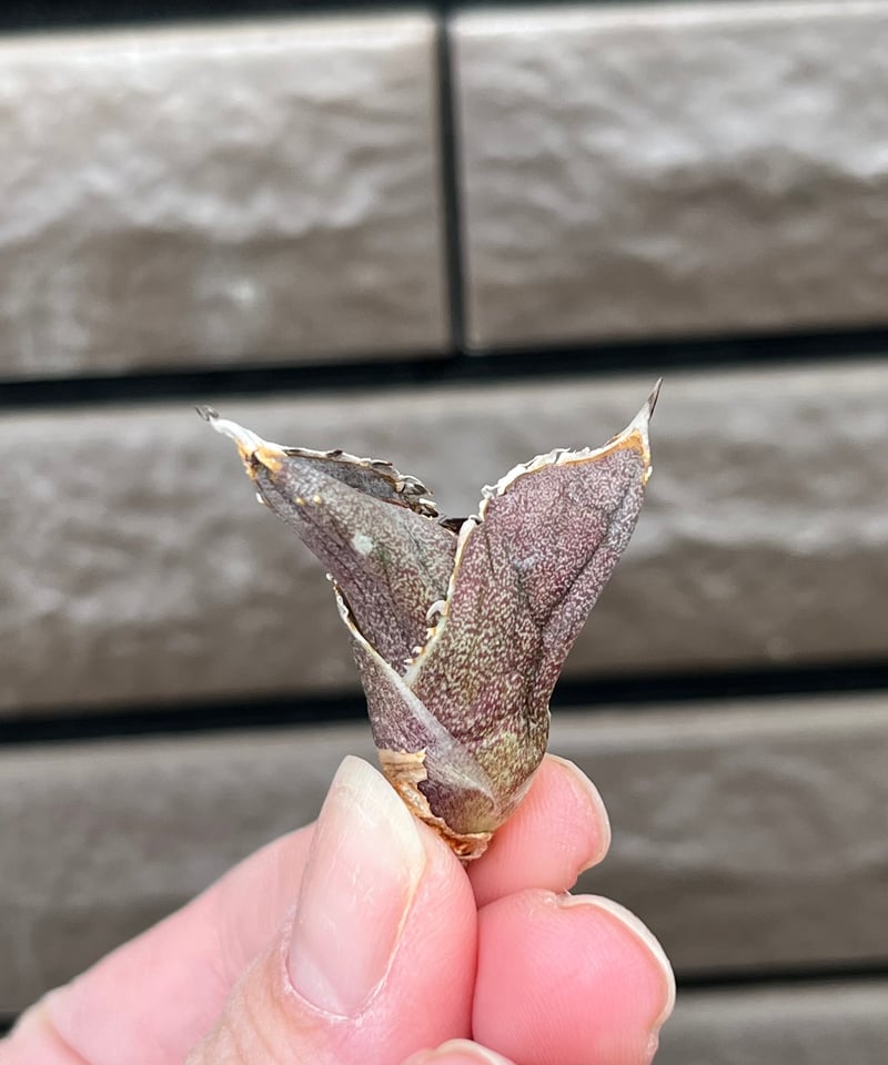 【専用】アガベ 麻花 毒刺血統【ご予約済み】 毒刺産 QB 未発根 | plants by frame