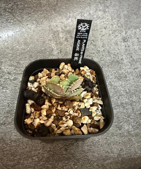 （Berlin血統）毒蛇　発根済