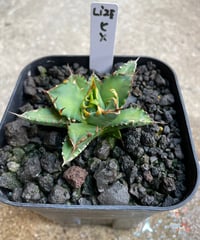 （lize血統）姫厳龍　発根済　小株