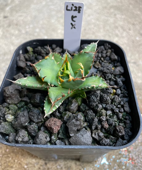 CATEGORY 姫厳龍 | plants by frame