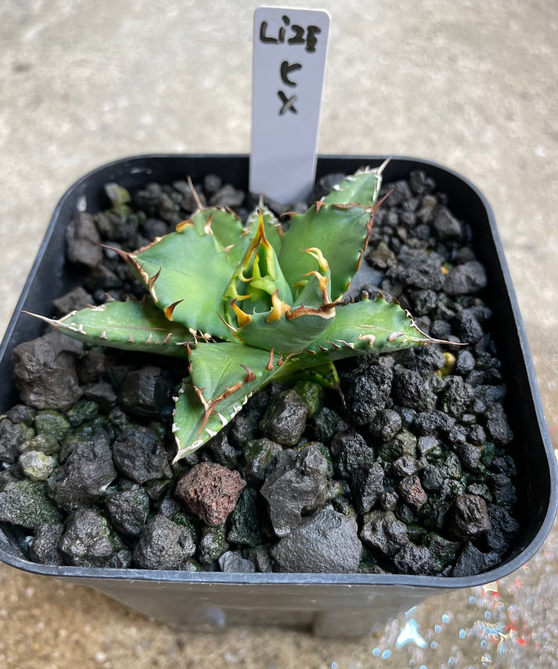 08 発根済 アガベ チタノタ 姫厳竜 白中斑 子株 (姫厳龍）