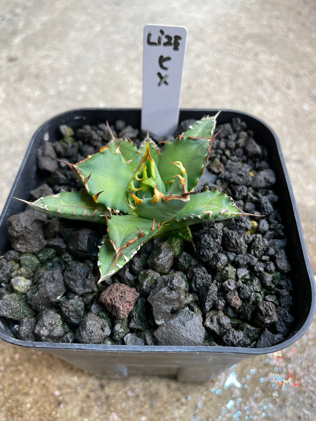 lize血統）姫厳龍 発根済 小株 | plants by frame