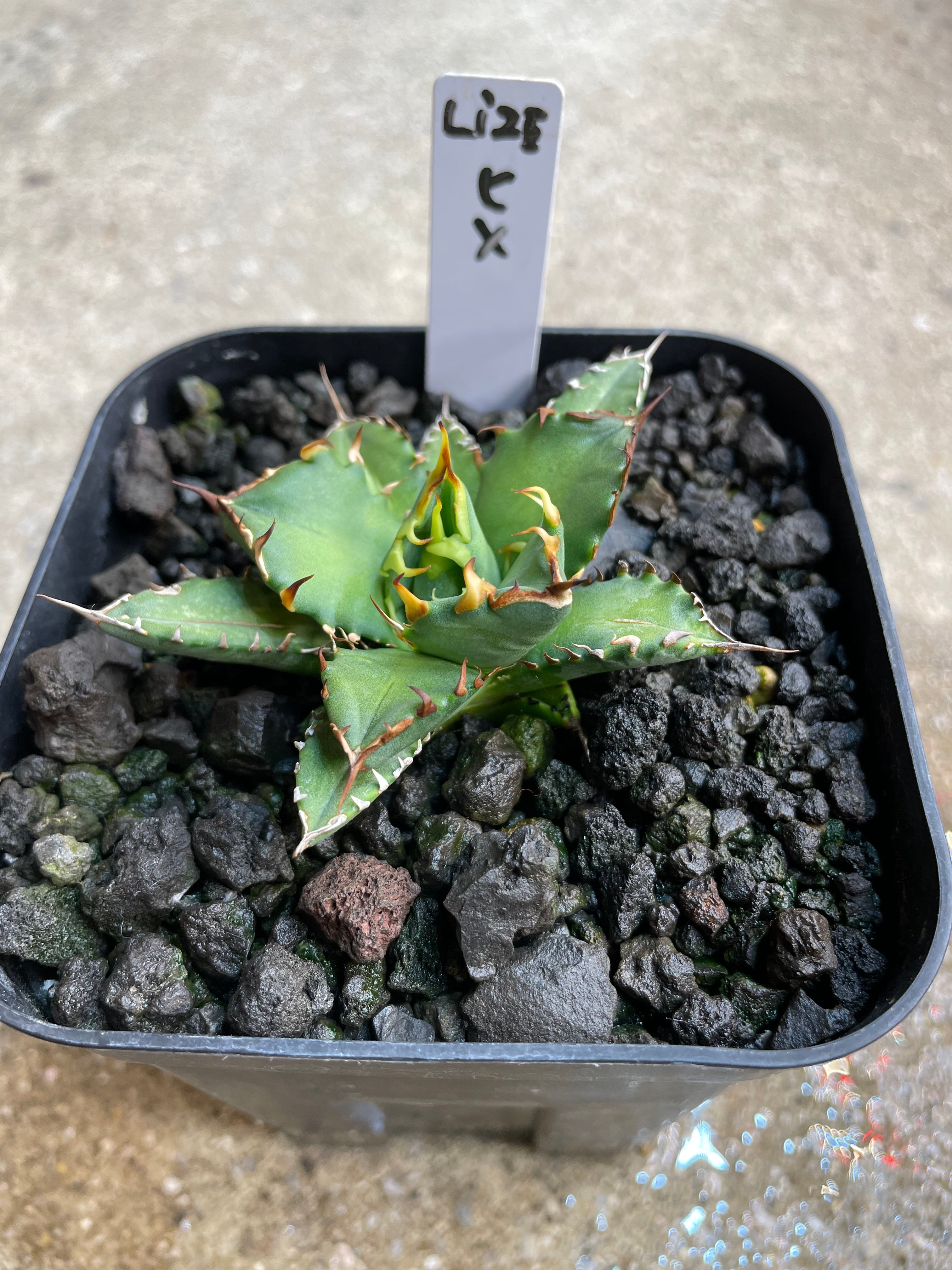 lize血統）姫厳龍 発根済 小株 | plants by frame