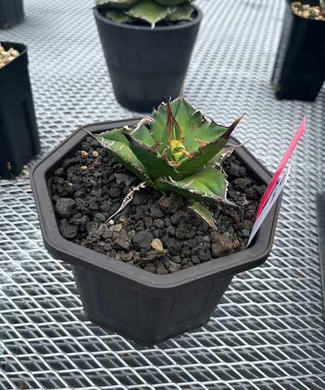 白排刺　発根済　中株