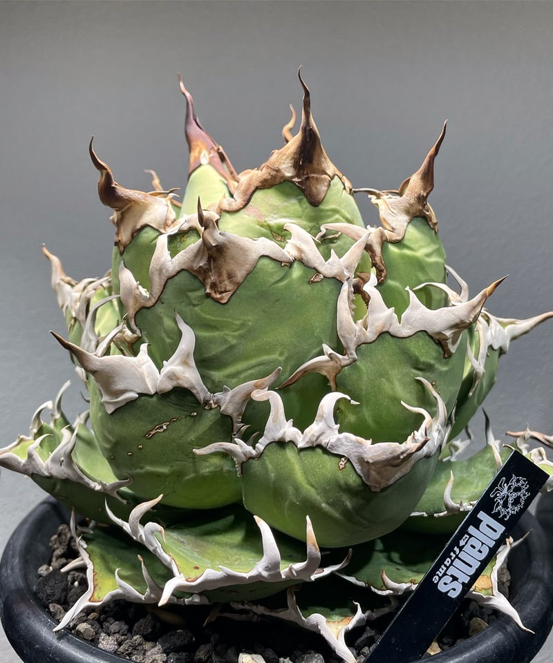 アガベ チタノタ 清櫻 良血統 SAD 白犀牛 2025年最新】アガベ 清櫻の