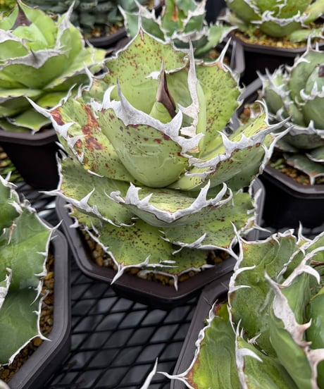 ビースト　産　子株 CATEGORY 厳選子株 | plants by frame