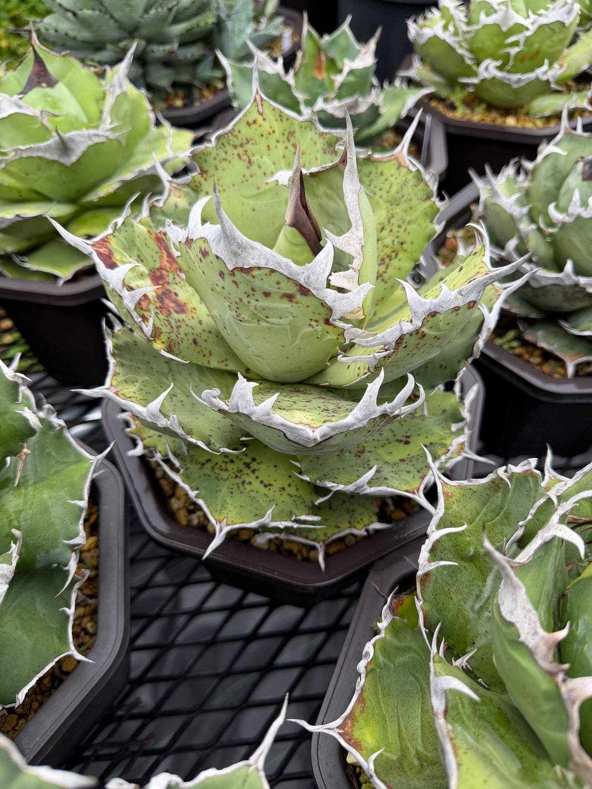 LIZE血統）鳳凰 発根済 | plants by frame