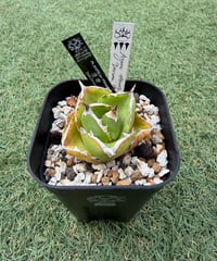 valiem × plants by frame 別注鉢 Mサイズ | plants by f