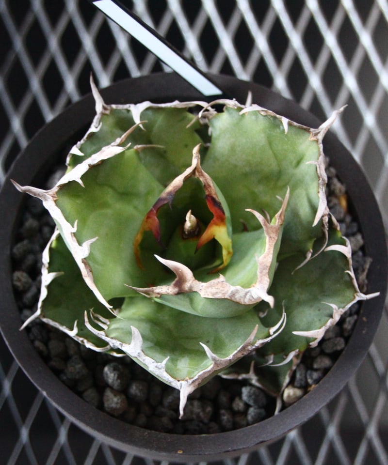 VALIEM MONSTER MOUTH DEVIL L グラキリス VALIEM MONSTER MOUTH