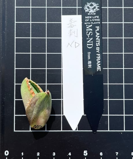 毒刺産　MS-ND 未発根