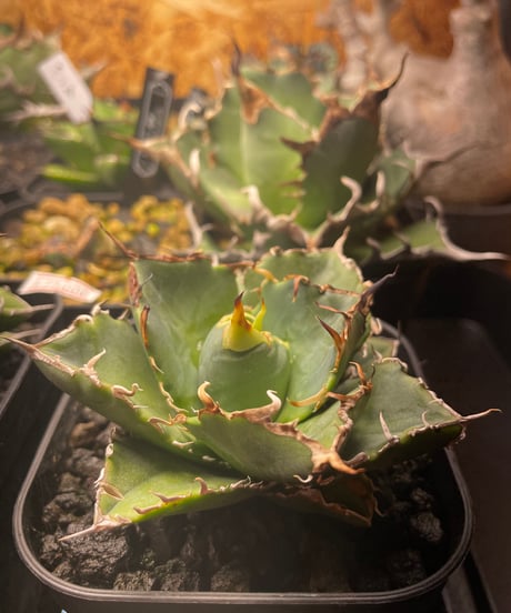 （lize血統）白鯨　発根済
