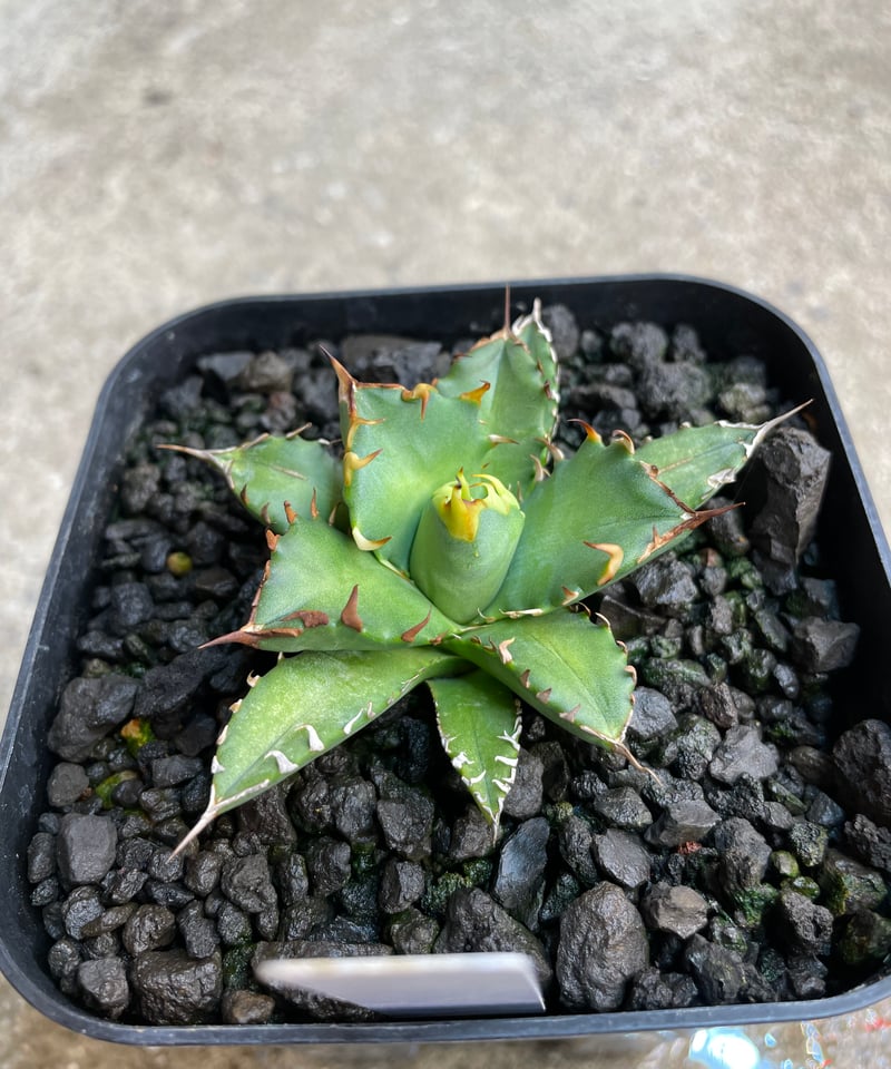 lize産姫巌流 lize血統）姫厳龍 発根済 小株 | plants by frame