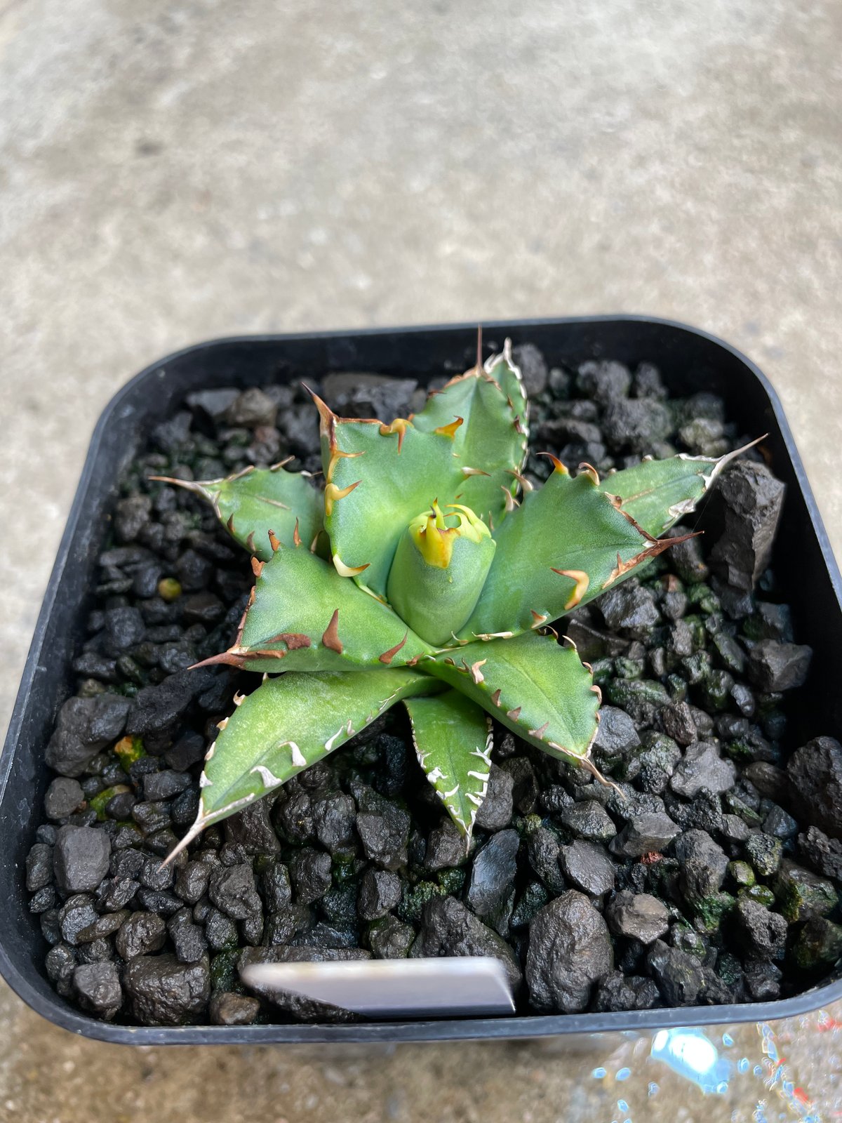 lize血統）姫厳龍 発根済 小株 | plants by frame