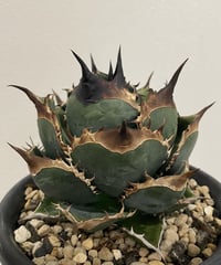 valiem当店別注鉢 アガベ陶器鉢 グリーン JICARA DEEP バリエム サイズS VALIEM JICARA frame by plants | Sサイズ 鉢・プランター