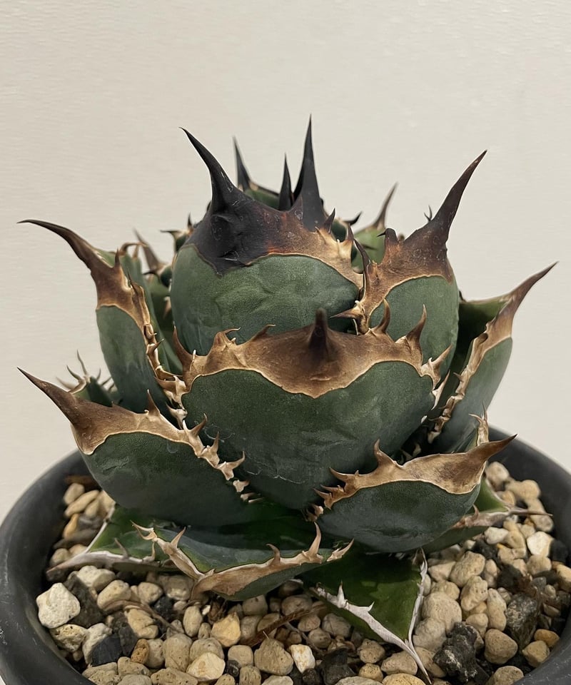 アガベ セット売り④ 緑犀牛、ウリエル実生 緑犀牛 ベアルート子株 | plants by frame