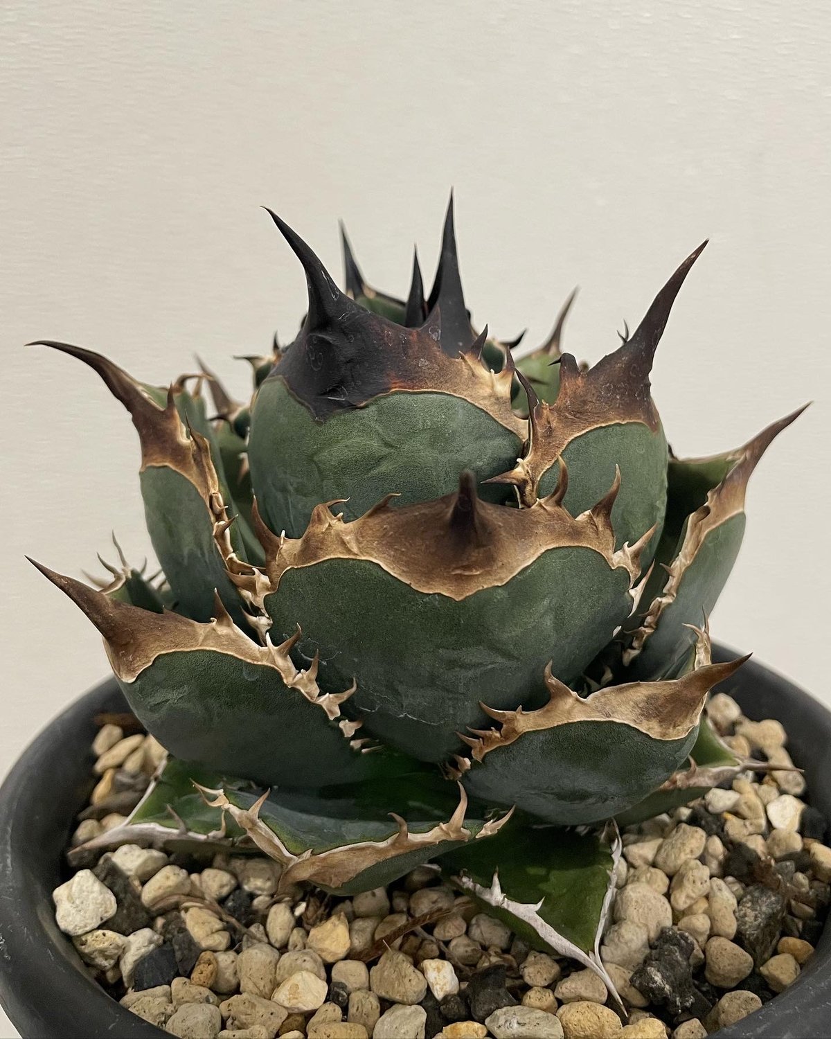 緑犀牛 ベアルート子株 | plants by frame