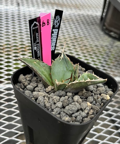 （lize血統）白鯨　発根済　子株（B）