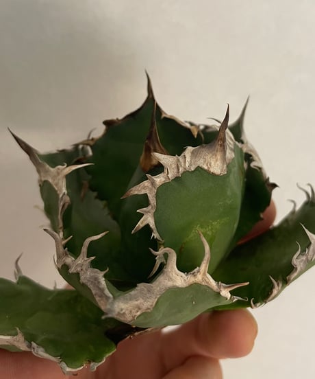 羽毛　発根済　子株