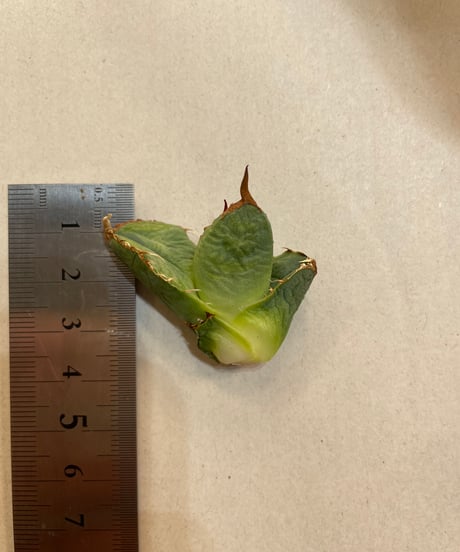（毒刺産）WV ベアルート子株