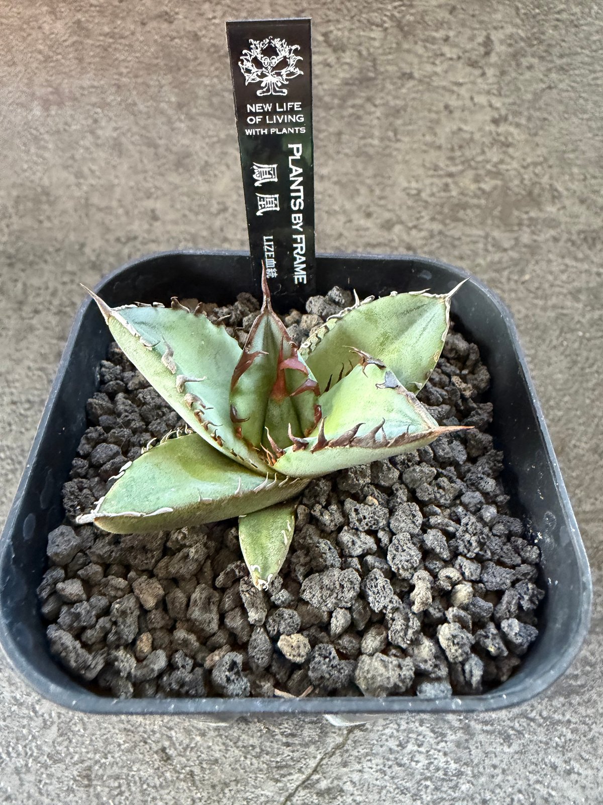 LIZE血統）鳳凰 発根済 | plants by frame