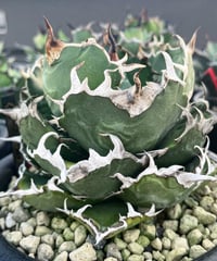 （lize血統）白鯨　発根済　子株