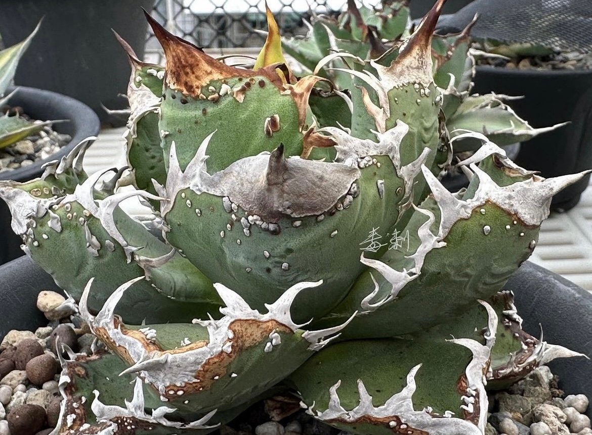 毒刺 WV 子株 毒刺産）WV ベアルート子株 | plants by frame