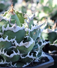 VALIEM 鉢　DEEP JICARA valiem × plants by frame 別注鉢 Mサイズ | plants by f