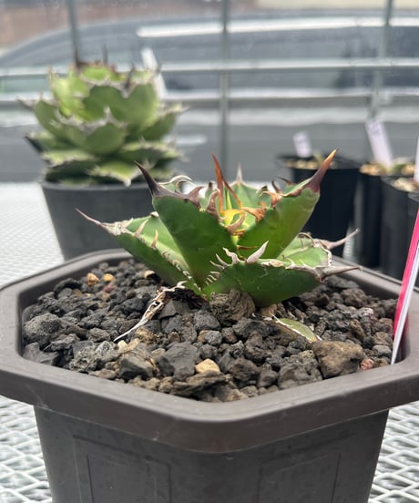 白排刺　発根済　中株