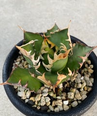 （lize産）赤猫　胴切天　発根・活着済