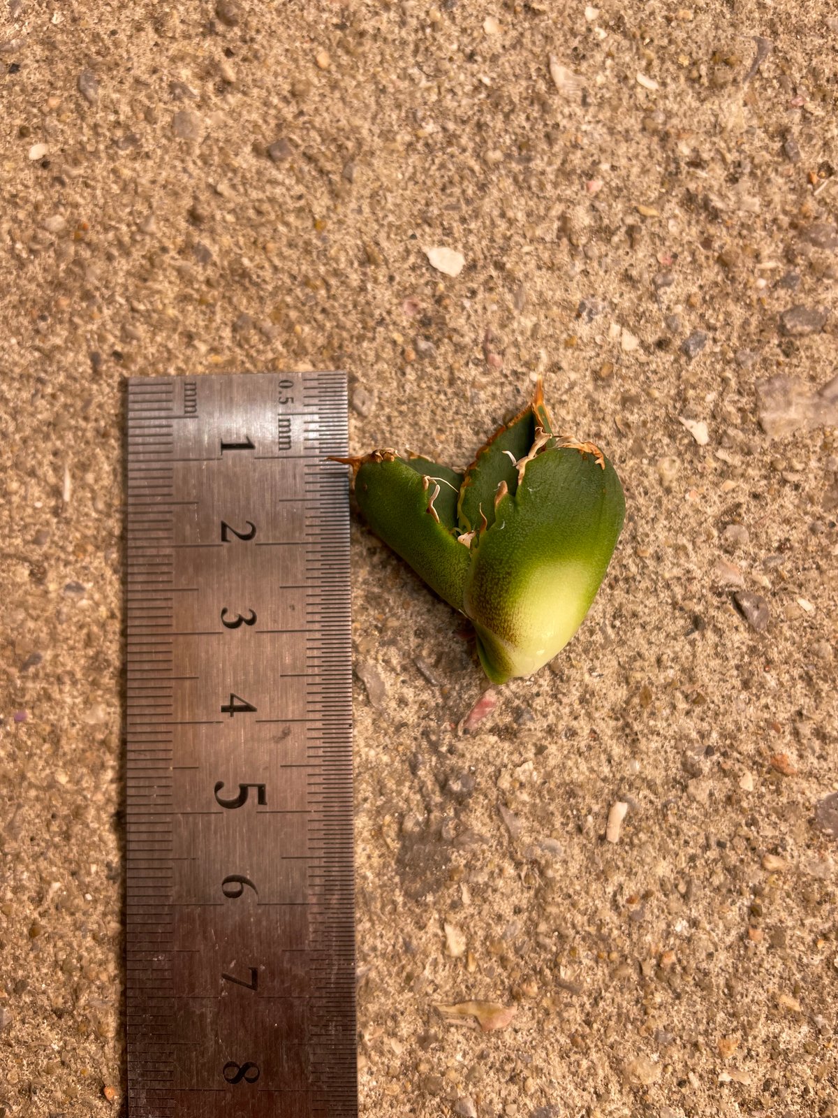 lize血統）流星 ベアルート子株 | plants by frame