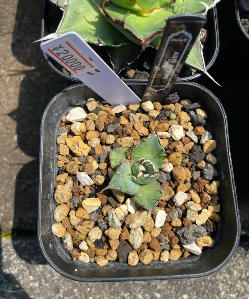 毒刺産）胖鯨 発根済子株 | plants by frame