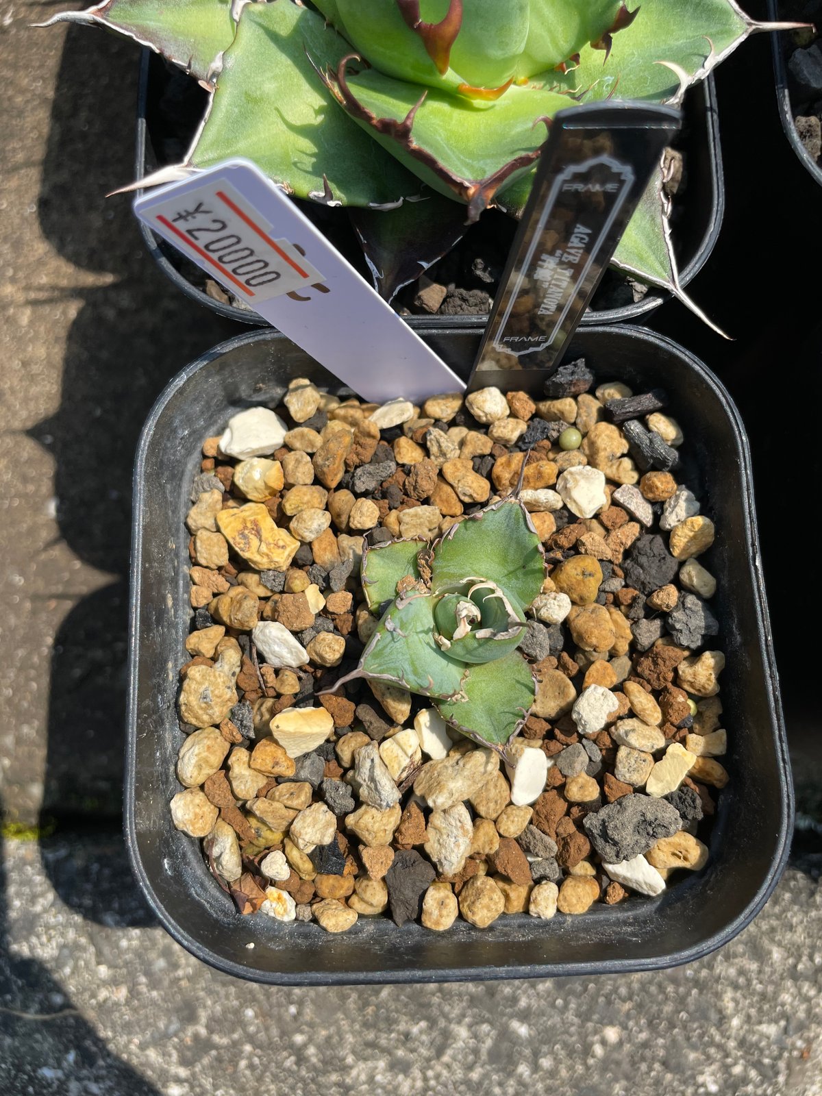 毒刺産）胖鯨 発根済子株 | plants by frame