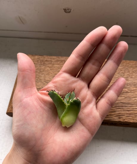 皇冠　ベアルート　未発根　子株