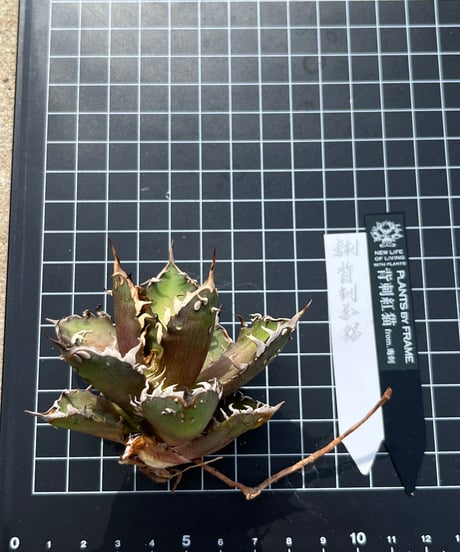 毒刺産　背刺紅猫　未発根