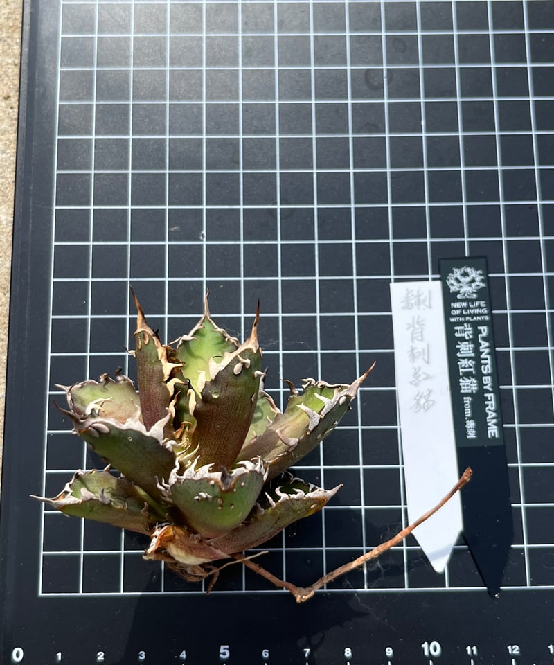 毒刺産 背刺紅猫 未発根 | plants by frame 毒刺産 背刺紅猫 未発根 | plants by frame