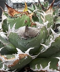 毒刺産）胖鯨 発根済子株 | plants by frame