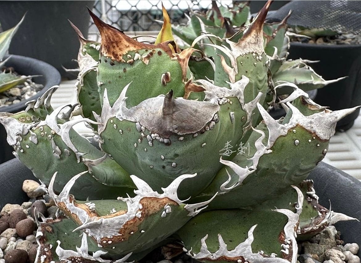 毒刺産）WV 子株 | plants by frame