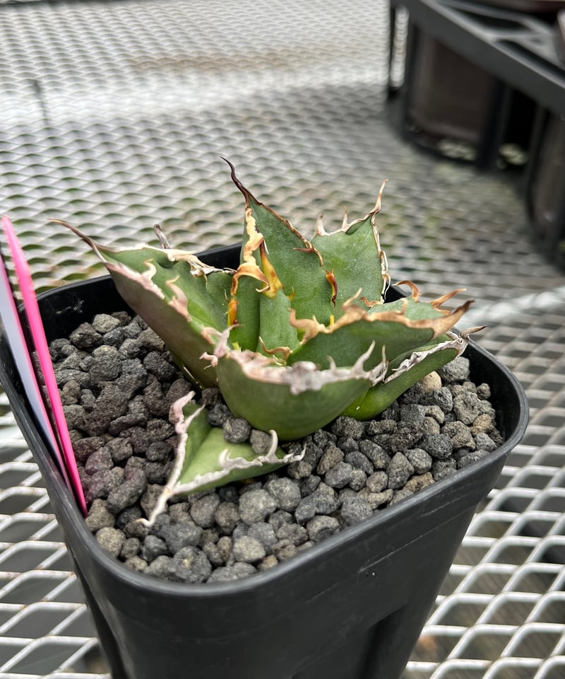 シーザー小株⑥ CAESAR/シーザー 小株 発根済(C27) | plants シーザー小株⑥ CAESAR/シーザー 小株 発根済(C27) | plants