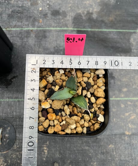 （TONY血統）烈焰　発根済　小株（烈焔4）
