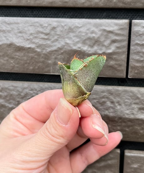 毒刺産　毒刺ND 未発根