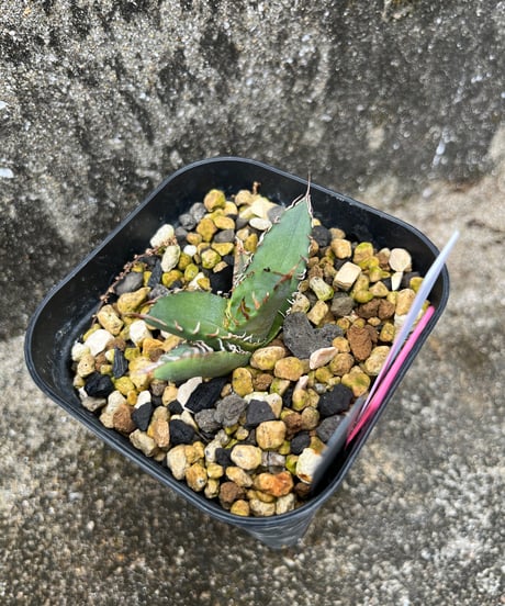 狂鯨　発根済　小株