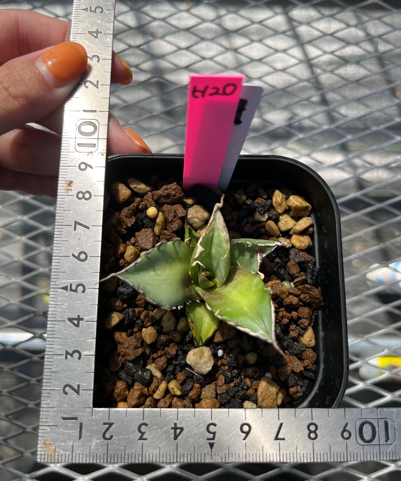 台湾 CJ-1 子株 Sacambaya→アガベ 麻花 子株2つセット 発根済み 台湾