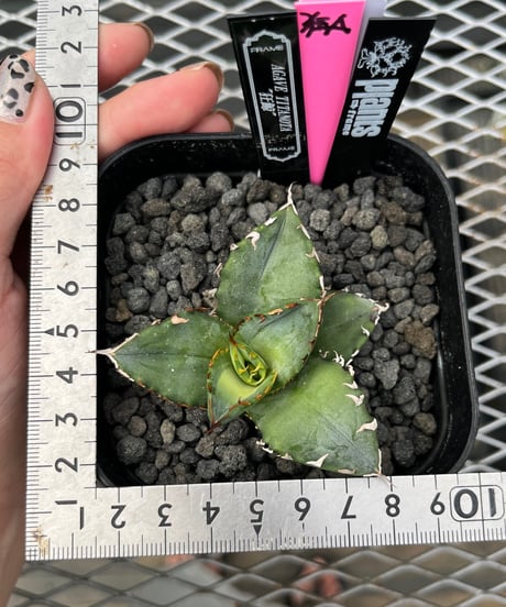 狂鯨　発根済　子株（A）