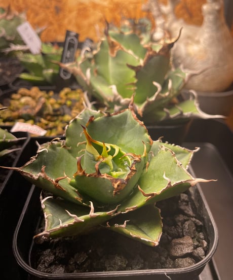 （lize血統）白鯨　発根済
