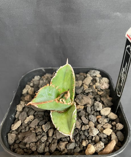 穿山甲　発根済　子株