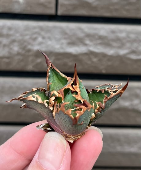 毒刺産　背刺紅猫　未発根